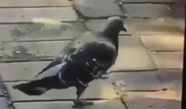 啪啪啪动态视频,一场令人心跳加速的啪啪啪动态视频回顾