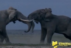大象交配视频,揭秘自然界的浪漫交配奇观