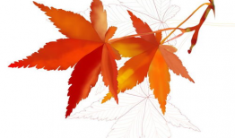 枫叶动漫,描绘东方奇幻的绚丽画卷